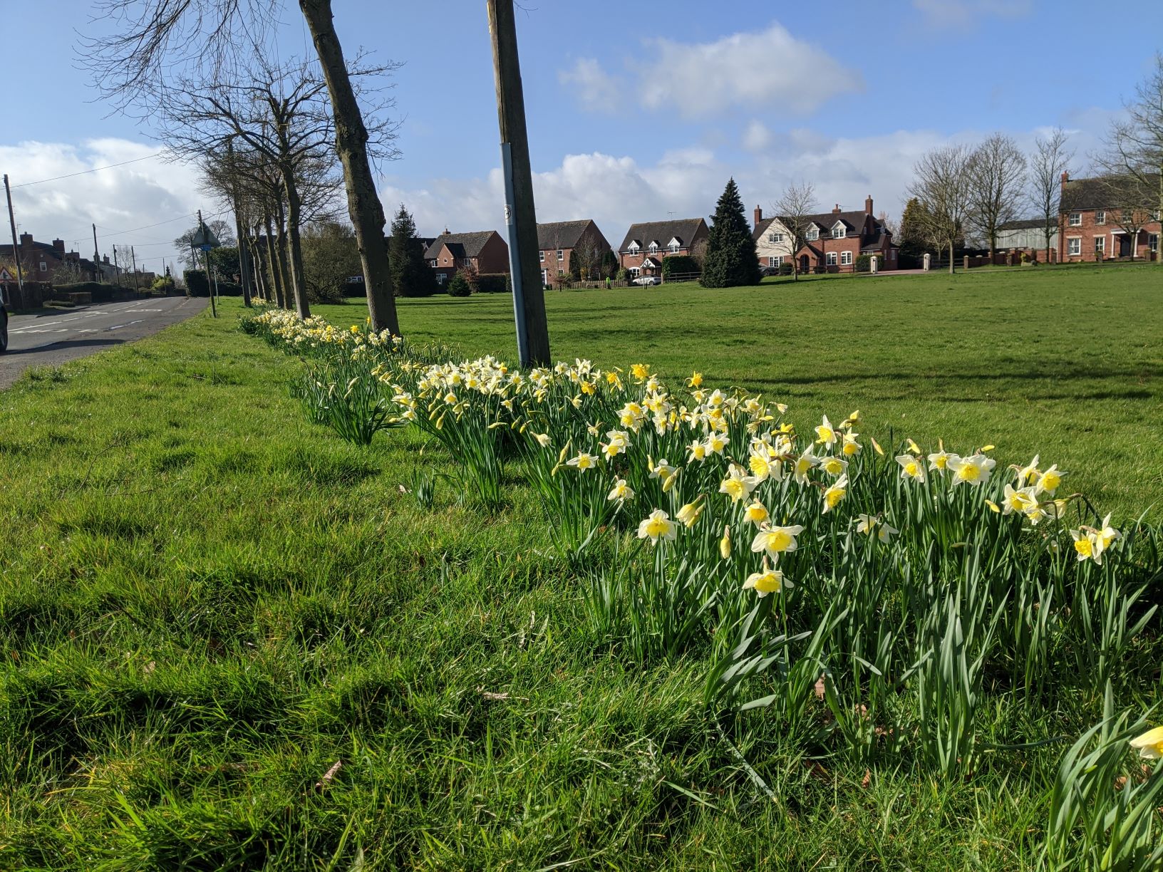 The Daffodils were in full bloom in the second week of March...
